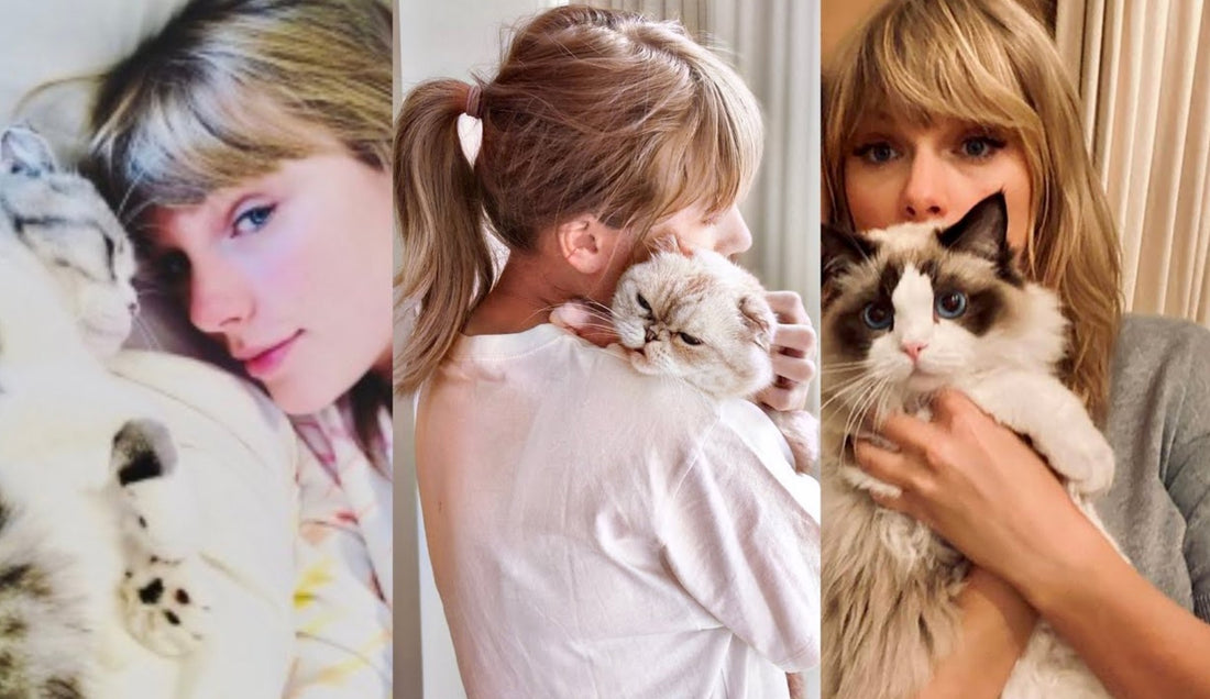 All About Taylor Swift's Cats