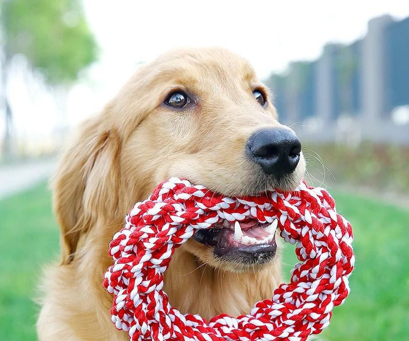 Why Do Dogs Love to Chew? Romapets Boutique