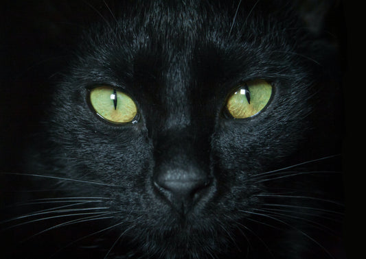 Why Are Black Cats Superstitious Symbols?