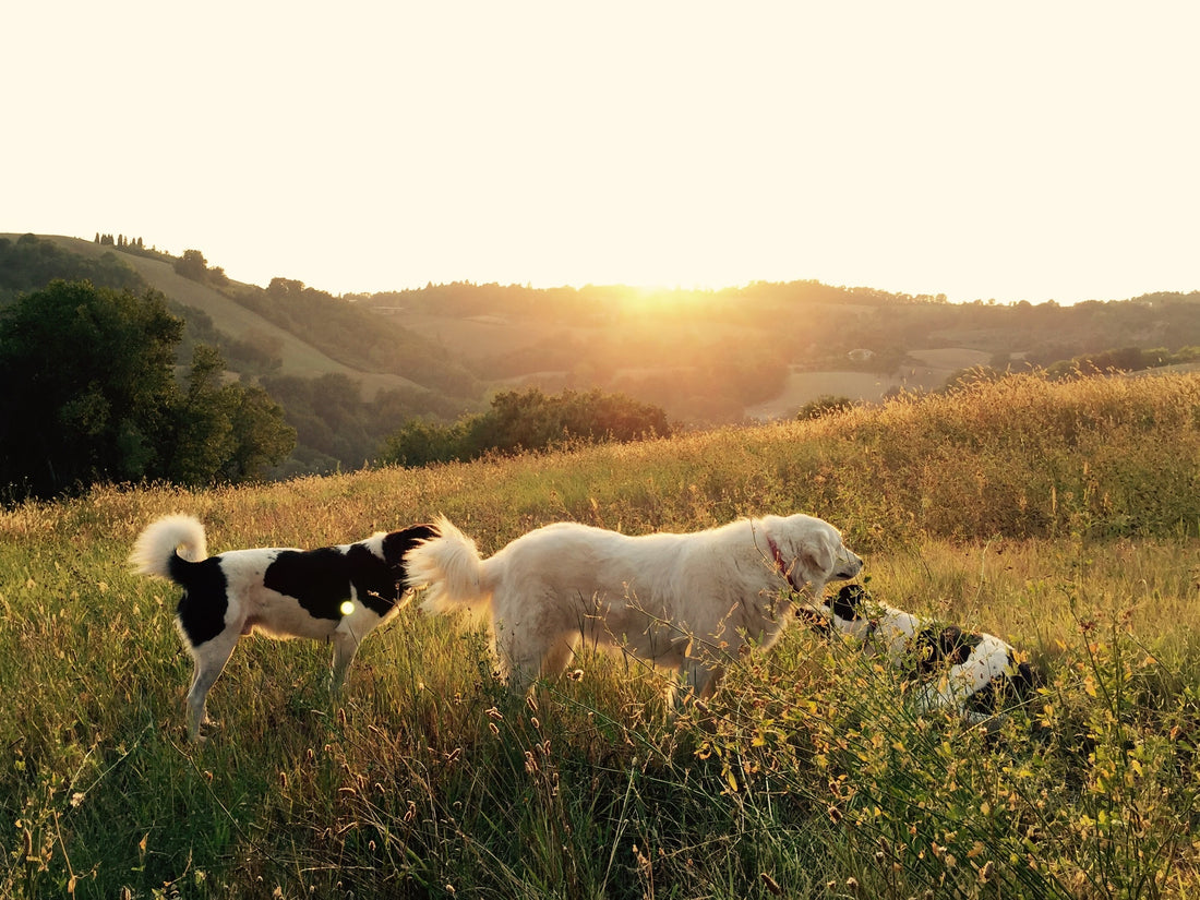 Romapets Boutique - Best Dog Parks in the United States
