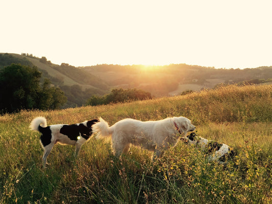 Romapets Boutique - Best Dog Parks in the United States