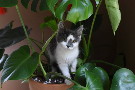 Why Cat-Friendly Plants Matter
