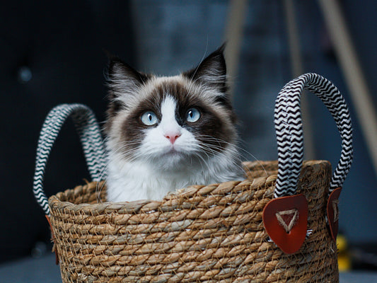 Top 3 Most Loving Cat Breeds