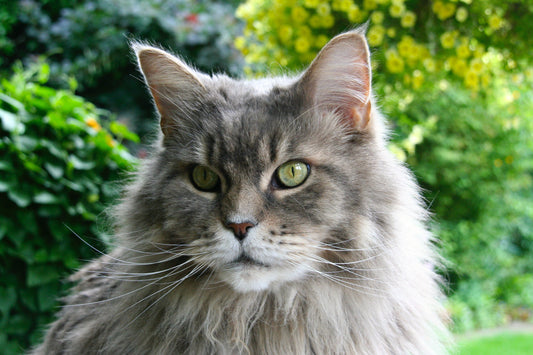 Romapets Boutique -America's Favorite Cat Breeds