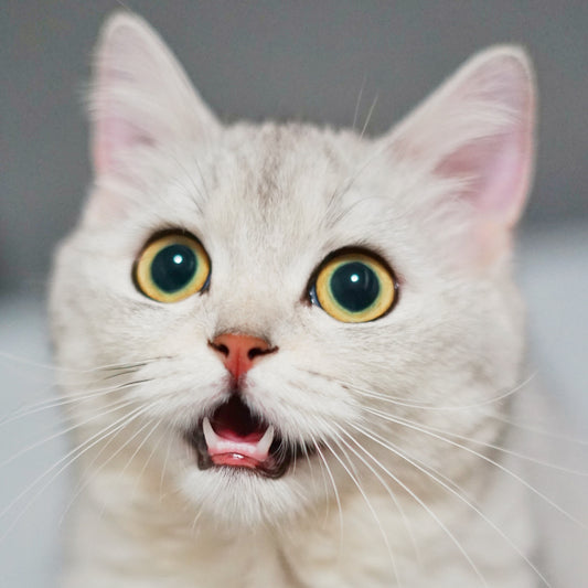 Romapets Boutique - The Truth About Catnip