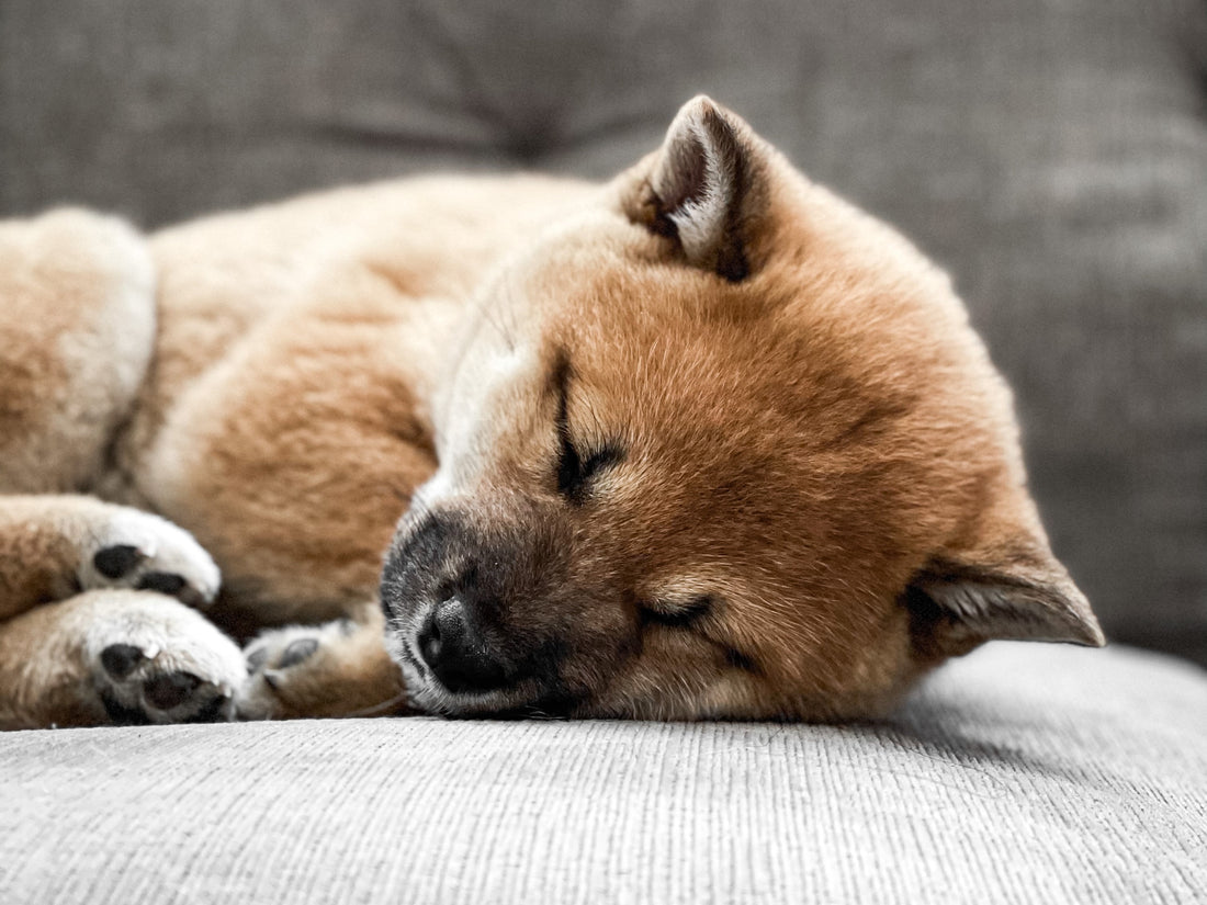 Romapets Boutique - How to Choose the Perfect Bed for Your Pup