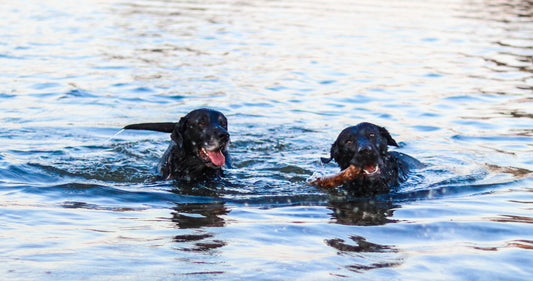Romapets Boutique - Fun Activities To Do With Your Dog