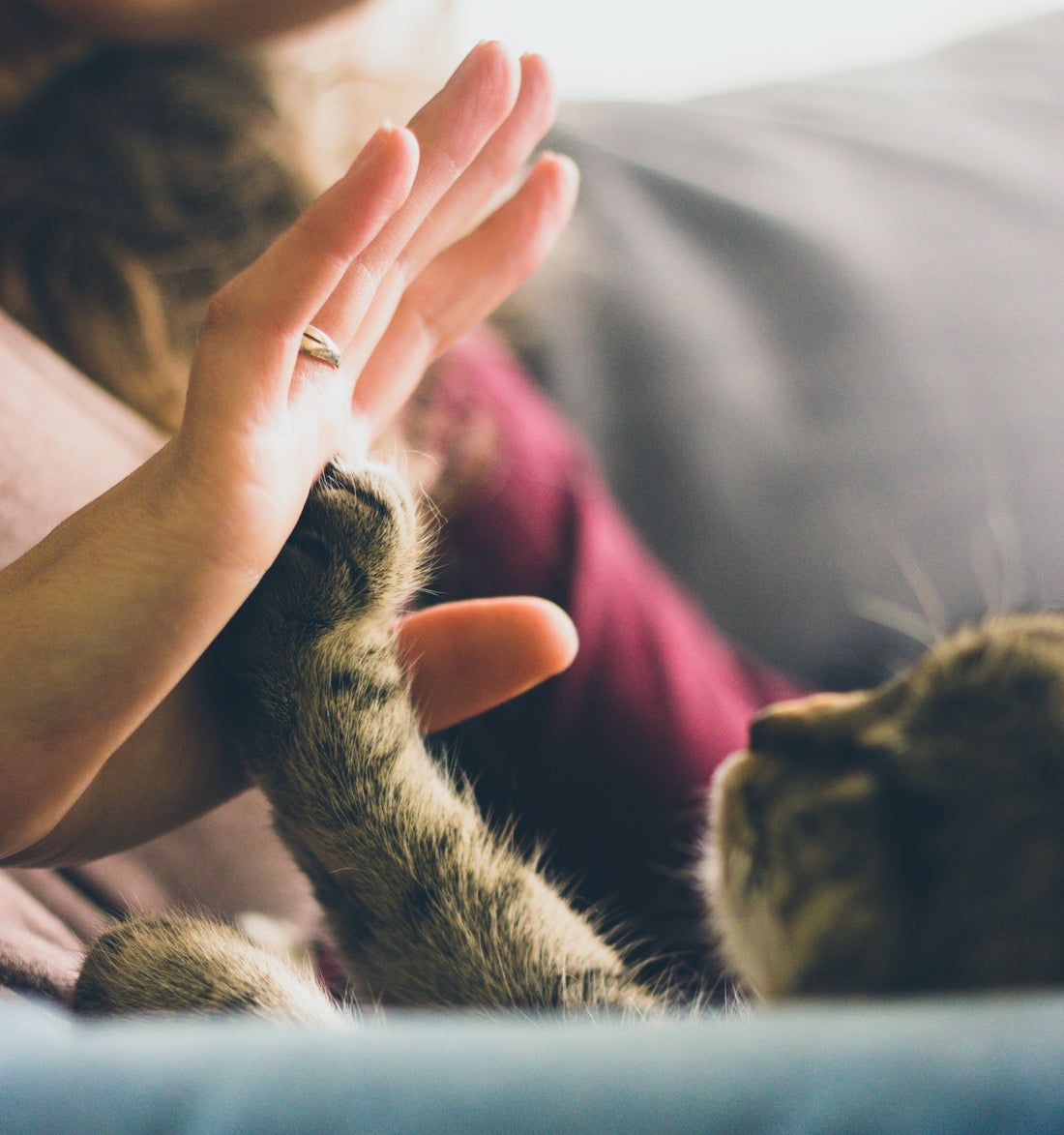 The Love and Devotion of Pet Parenting: Celebrating All Moms on Mother's Day