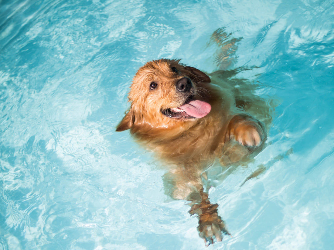 Best Dog Pools Under $50 for Summer Fun!