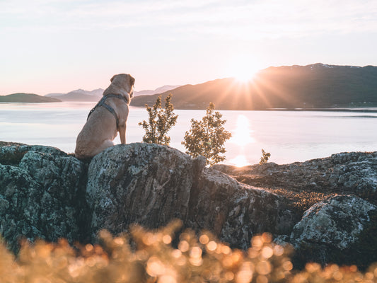 The History and Evolution of Dog Breeds