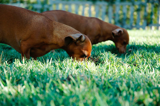 Why Do Dogs Eat Grass?