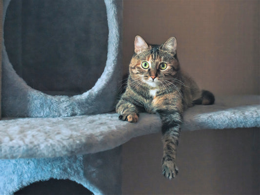 Indoor Cat Trees Kitten Towers - Romapets Boutique