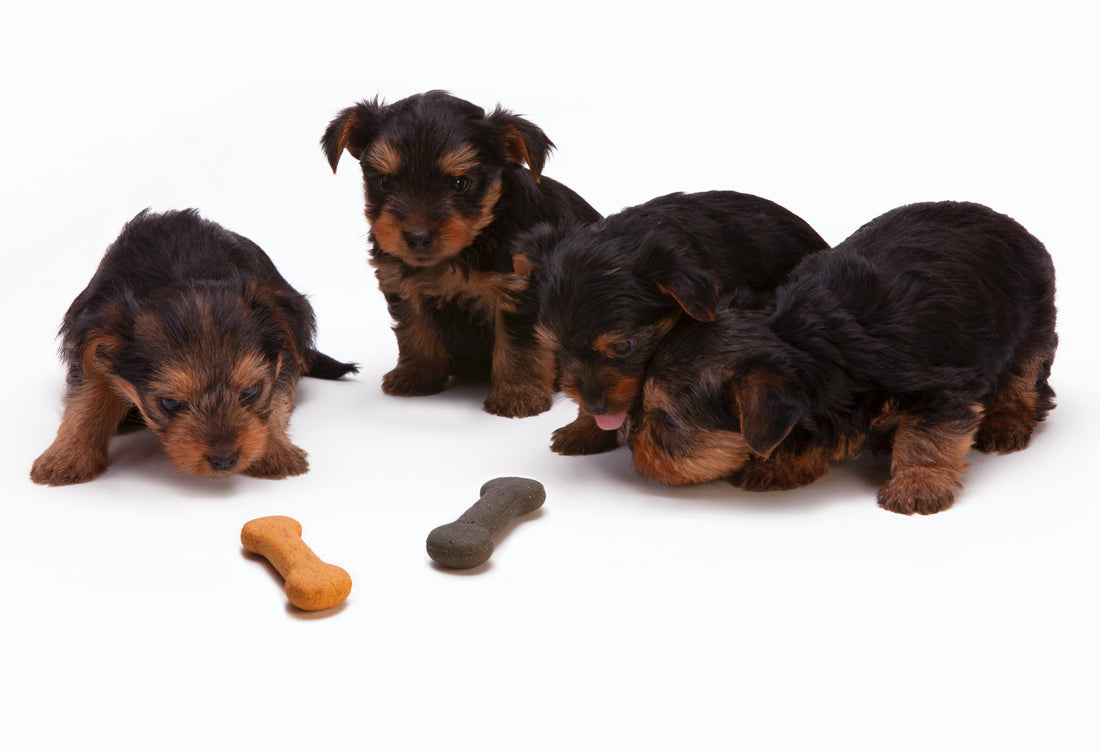 Healthy Homemade Dog Treats