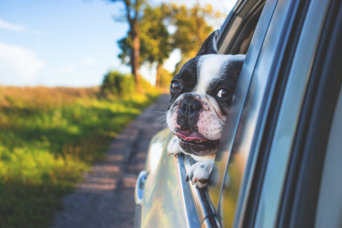 Understanding Canine Car Anxiety - Romapets Boutique