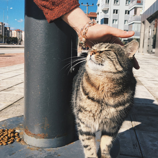Romapets Boutique - Why Do Cats Purr?