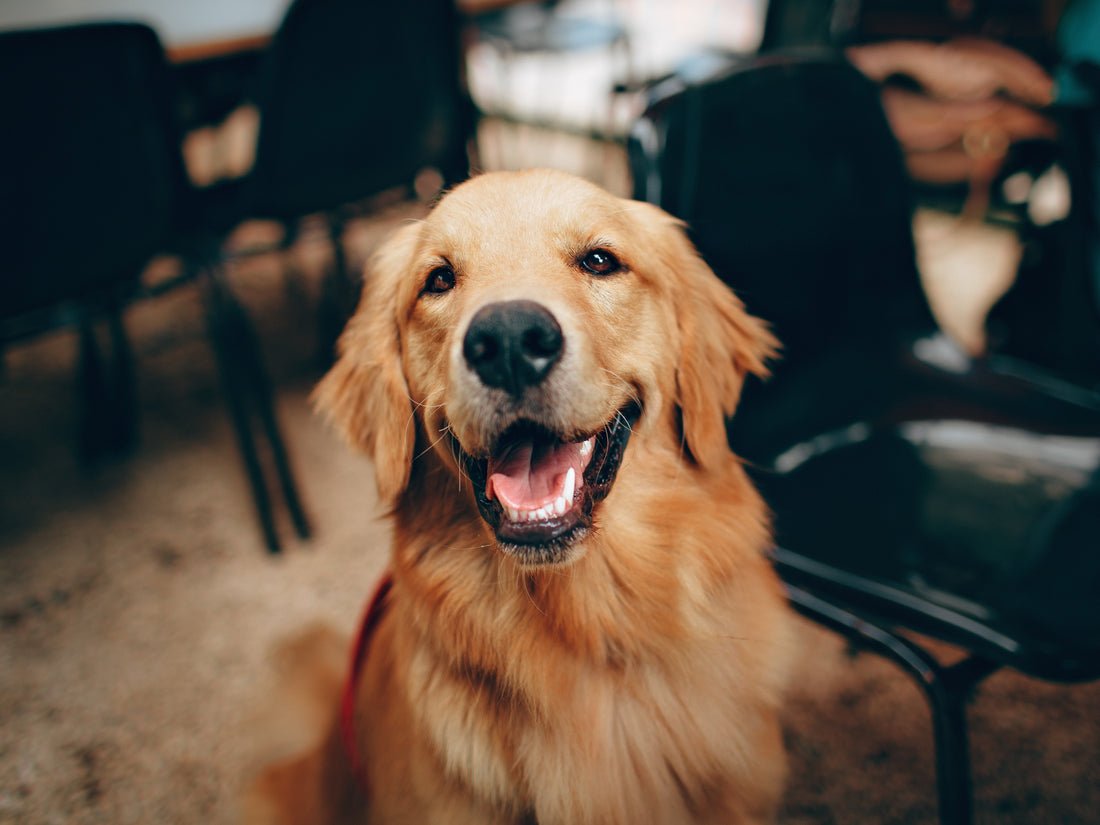 Romapets Boutique- How Dogs Communicate