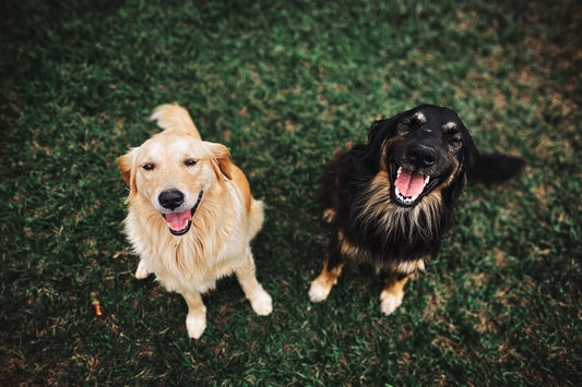 Romapets Boutique - Most Popular Dog Breeds In America