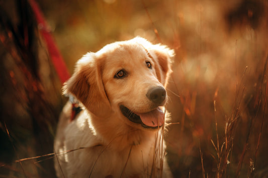 Surprising Facts About Golden Retrievers