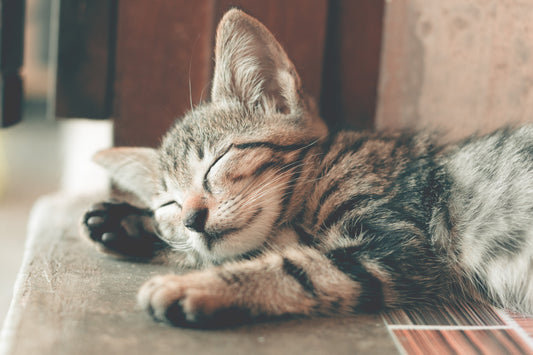 Romapets Boutique - Why Do Cats Sleep So Much?