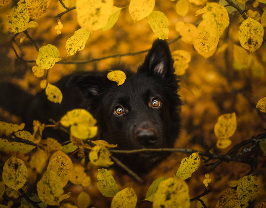 Top 10 Autumn Activities to Enjoy with Your Dog