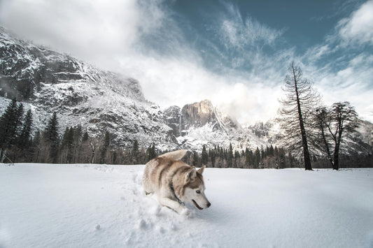 The Snow-Loving Huskies