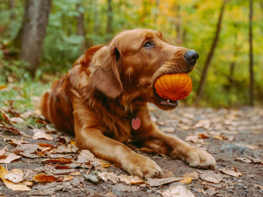 The Benefits of Pumpkin for Dogs