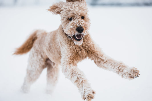 Essential Winter Care for Your Dog