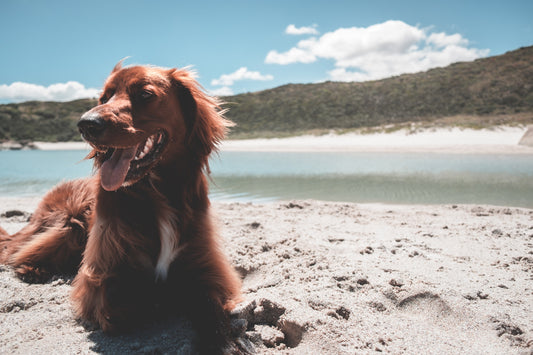 Romapets Boutique - 10 tips for keeping your dog safe this summer