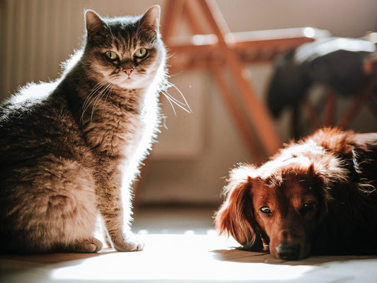 Romapets Boutique -Who Has a Better Sense of Smell - Dogs or Cats?