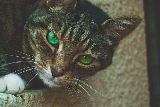 Romapets Boutique - The Mesmerizing Beauty of Cat Eyes
