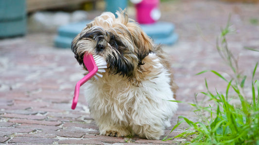 Top 5 Must-Have Grooming Products Under $20