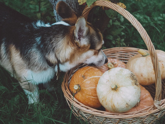 The Best Autumn Foods for Dogs