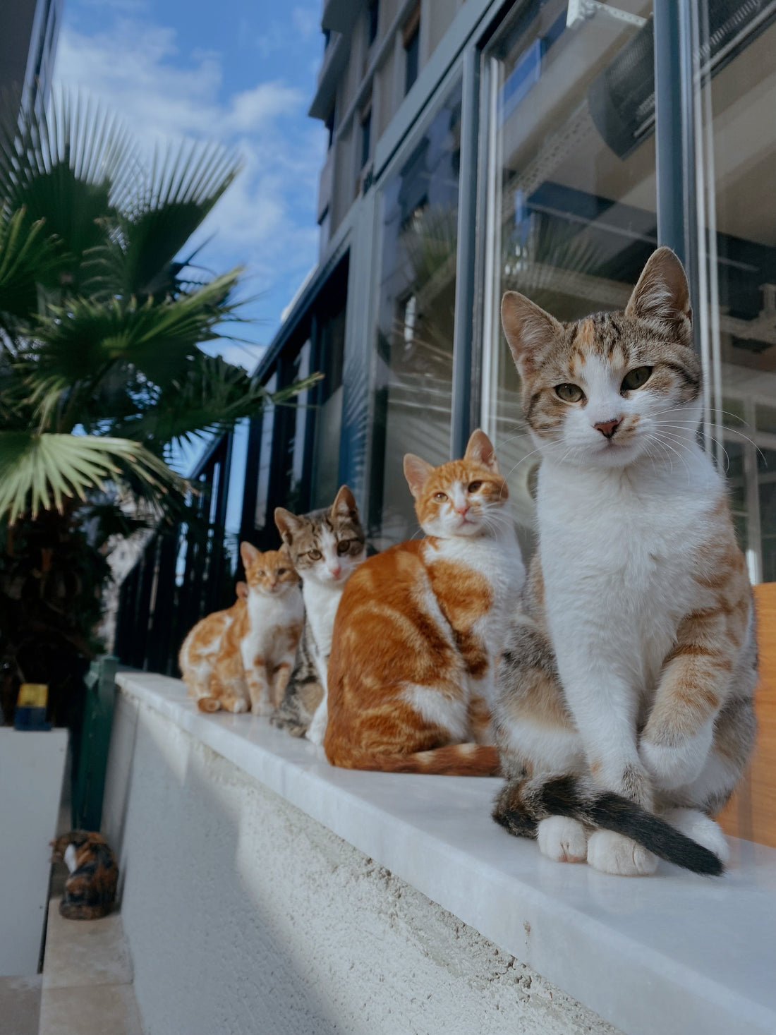 Romapets Boutique - The Benefits of Having Multiple Cats