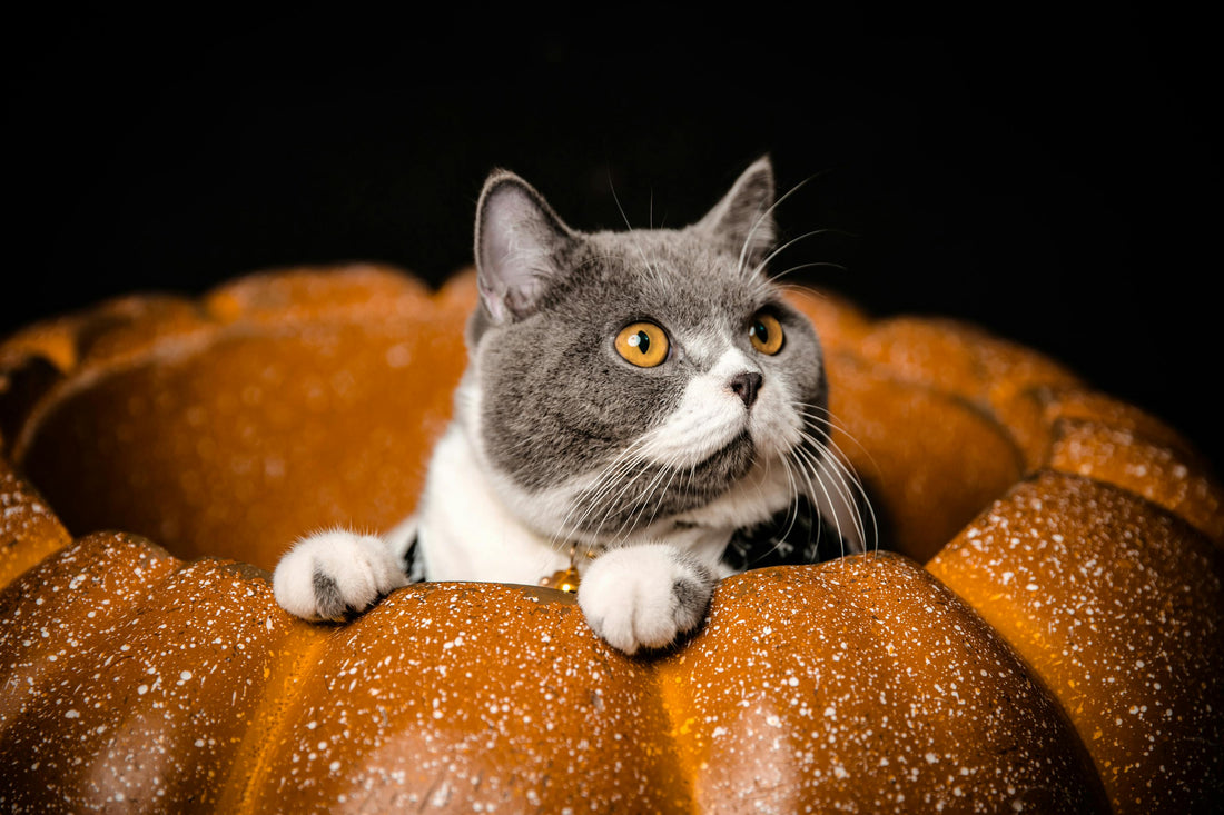 Pumpkin and Cats: Fall Treat or No-No?