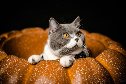 Pumpkin and Cats: Fall Treat or No-No?