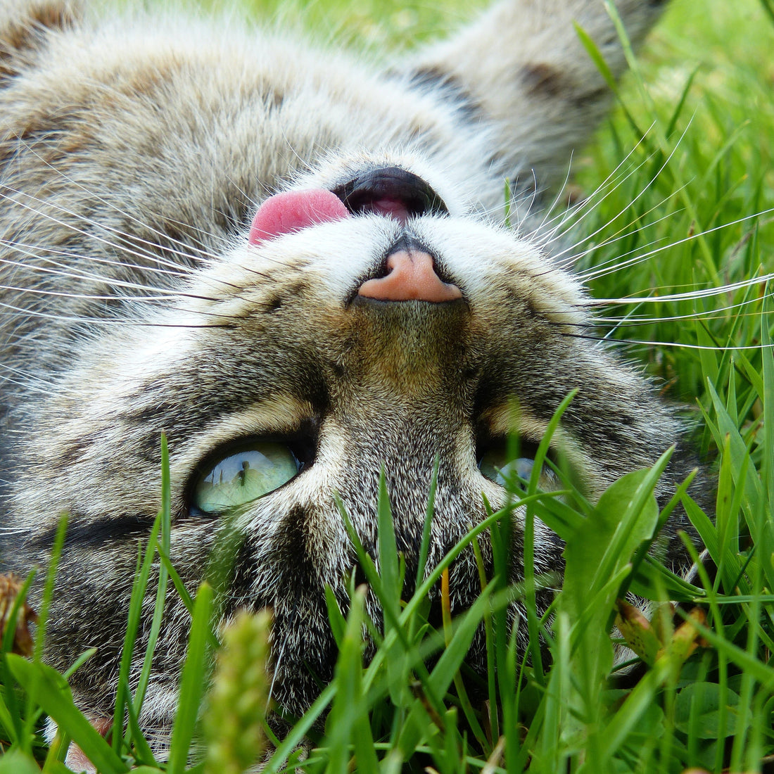 Top 3 Organic US-Grown Catnips