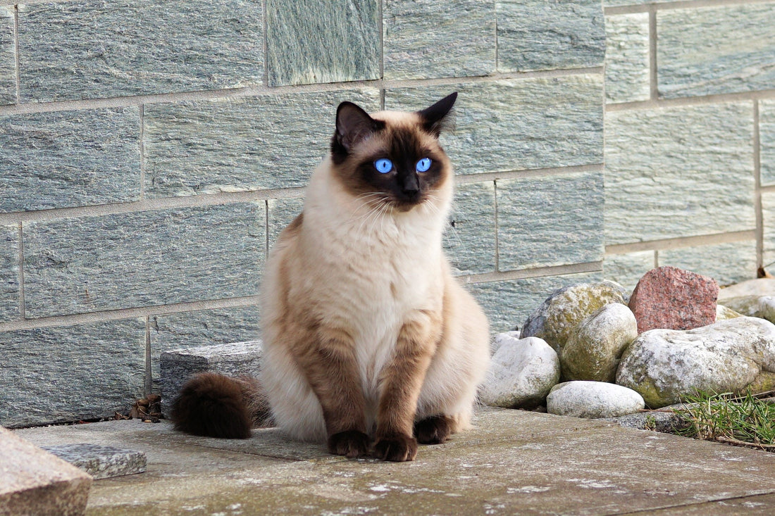 Cats Breeds That Thrive in Hot Weather Romapets Boutique