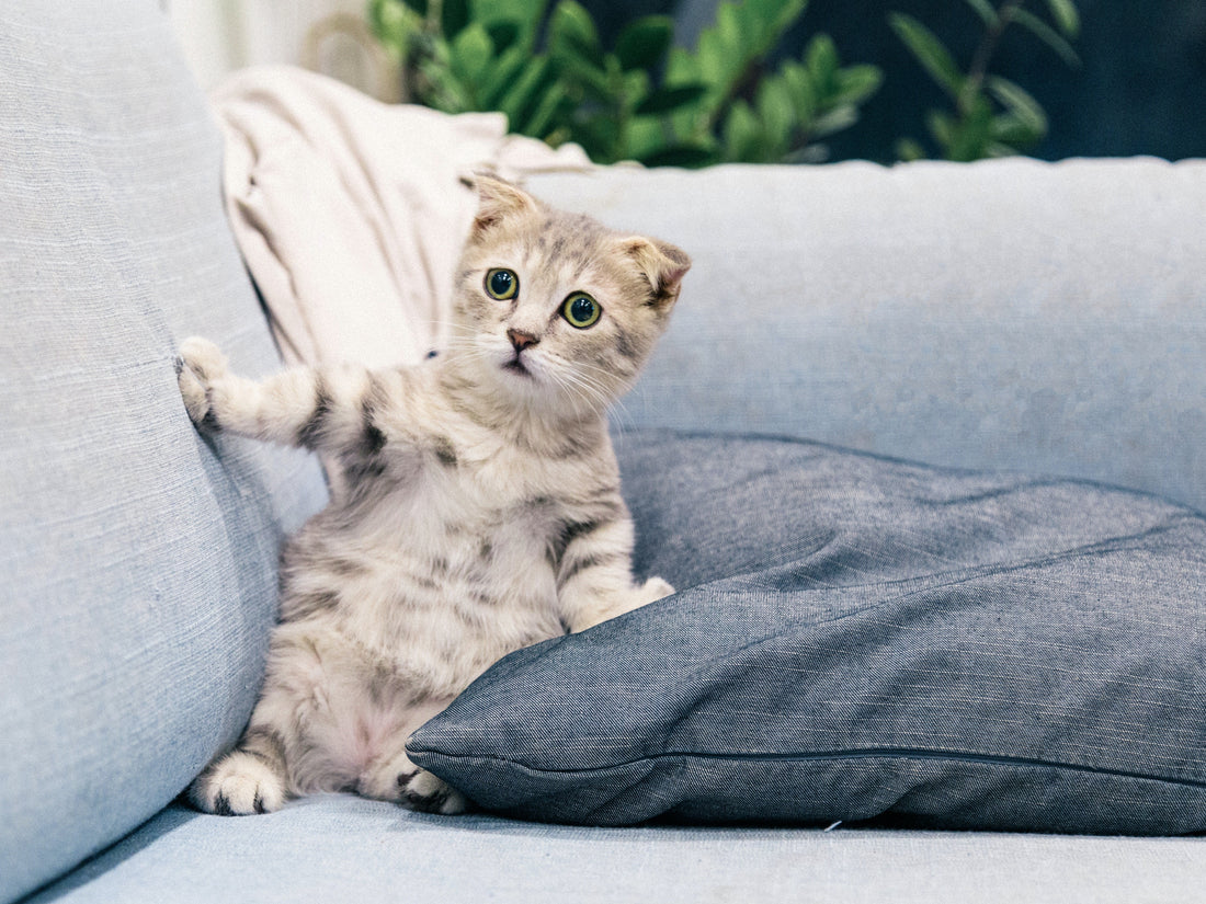 Can Cats See Ghosts? Can Cats Detect Spirits and Energies? Romapets Boutique