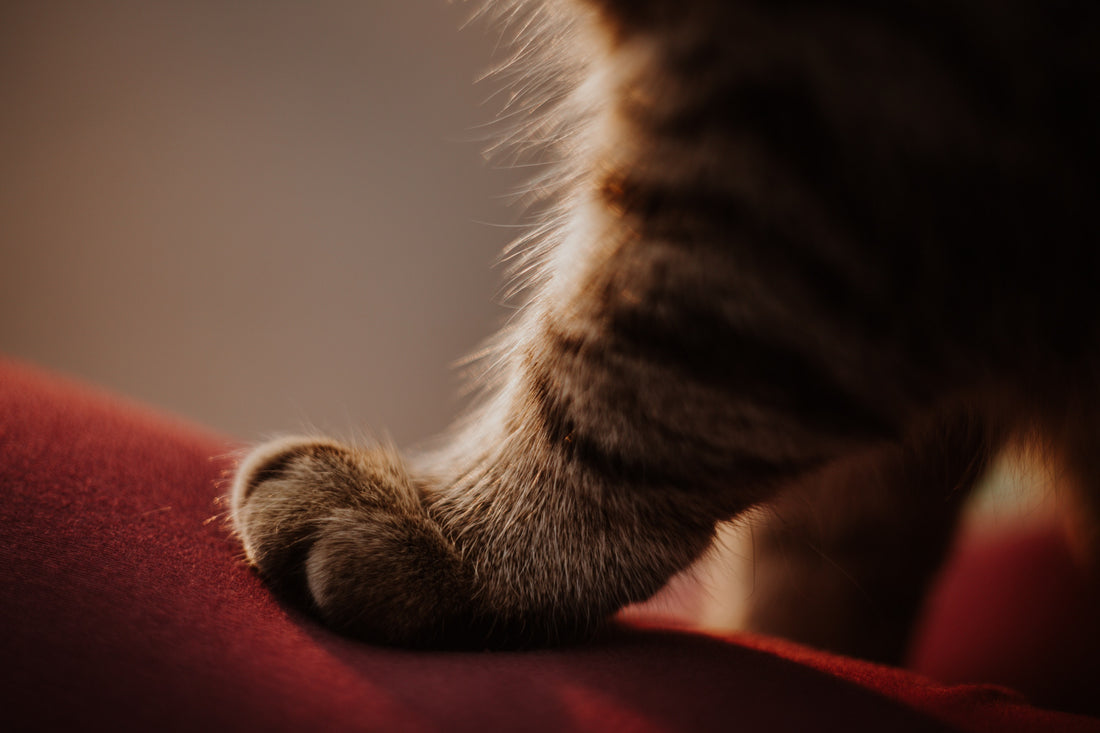 Romapets Boutique - Why do cats scratch?