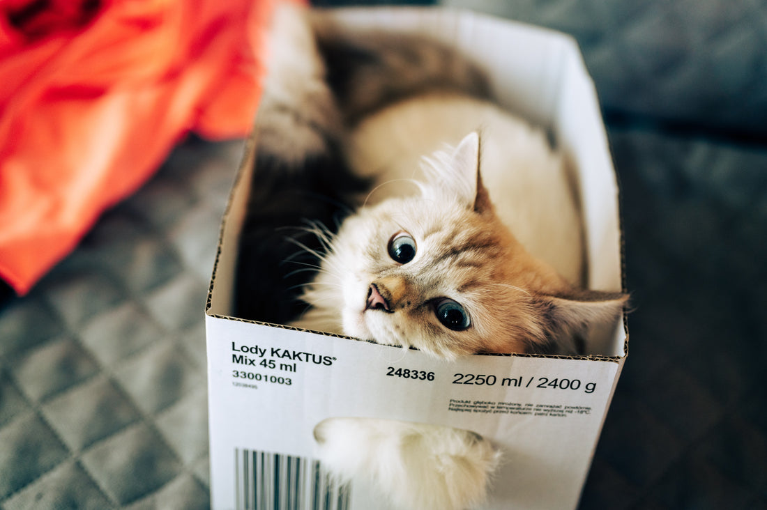 Romapets Boutique - Why do cats love boxes?