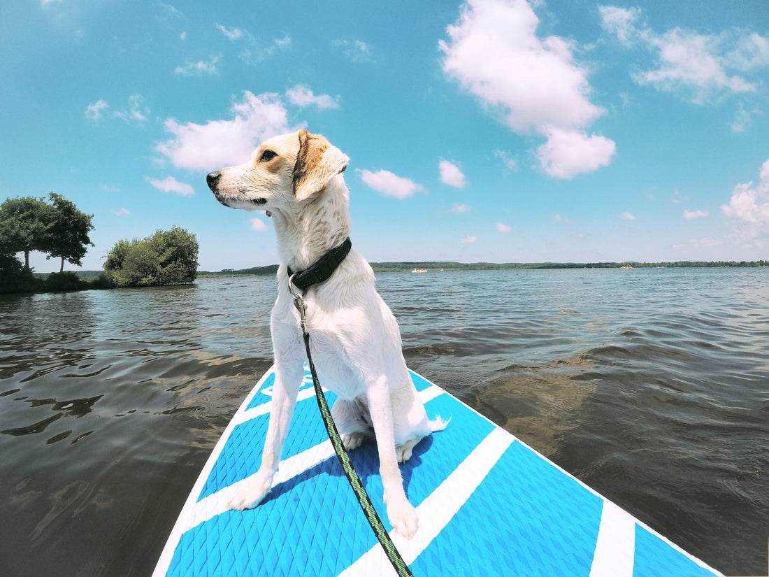 Stand-Up Paddle Boarding with Your Dog