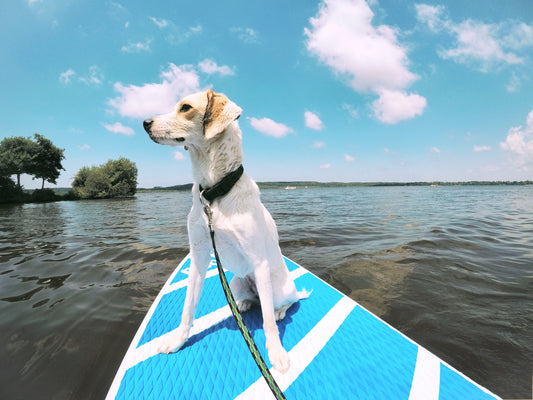 Stand-Up Paddle Boarding with Your Dog