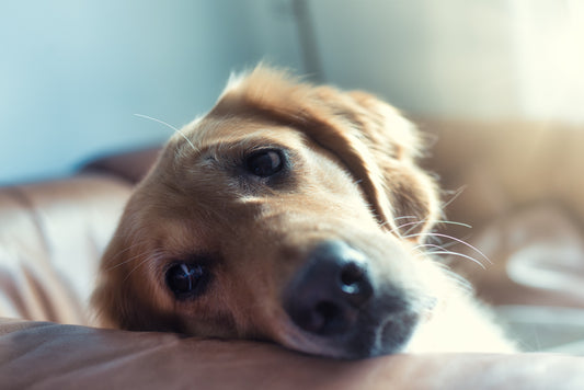Romapets Boutique - Why do dogs get anxious?