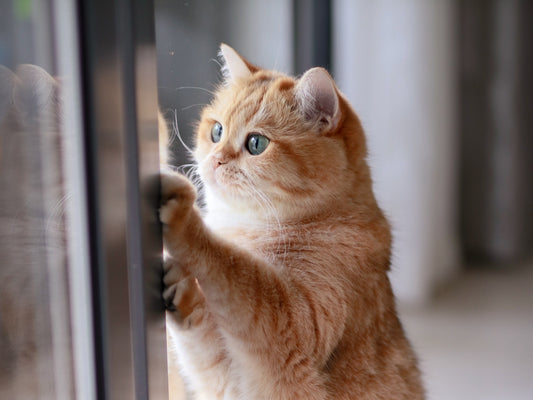 Is Your Indoor Cat Yearning to be Outside?