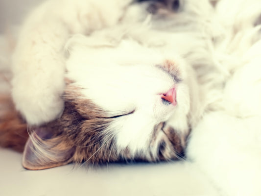 Romapets Boutique - A guide to choosing the best cat bed