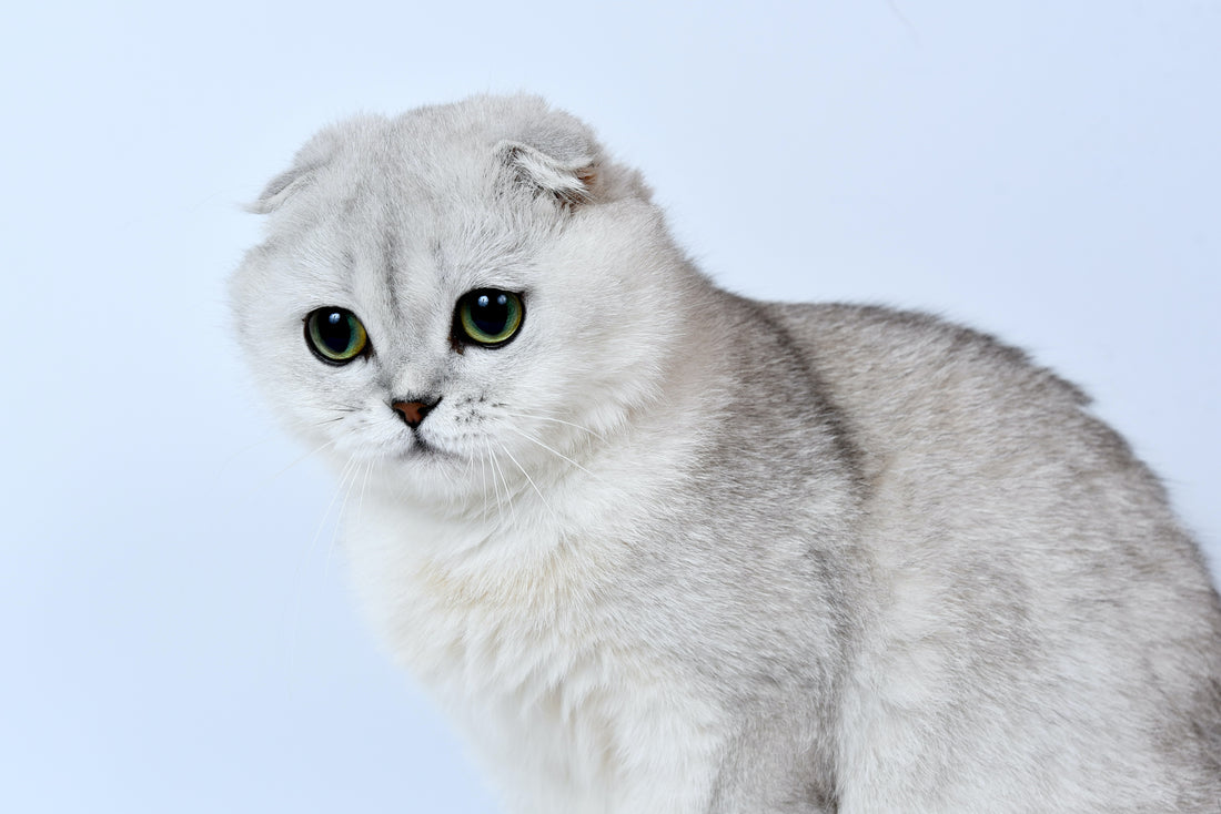 Why are Scottish Fold Cats so Special?
